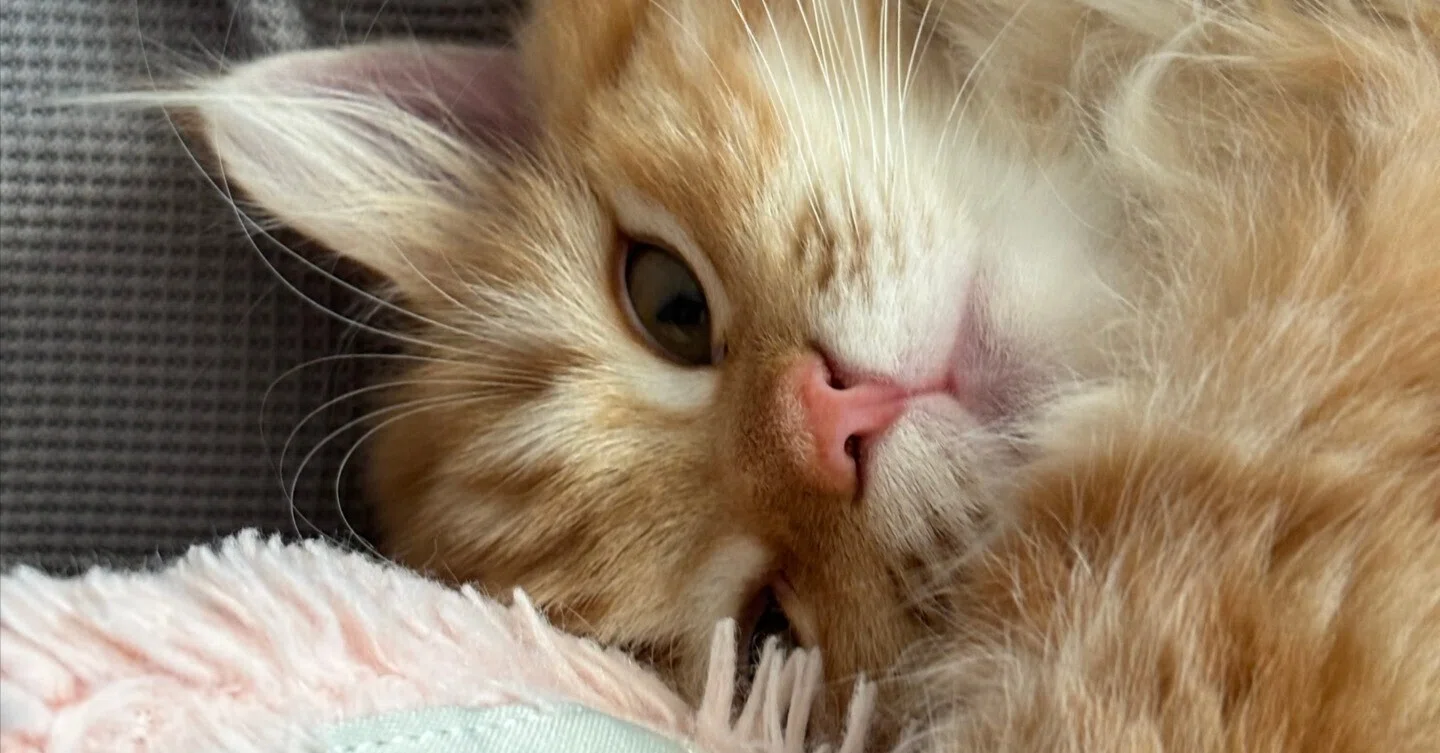 新入り猫ちゃぴがきてから1ヶ月経過！最近の様子｜tyu.pe_fuwaneko🐈愛