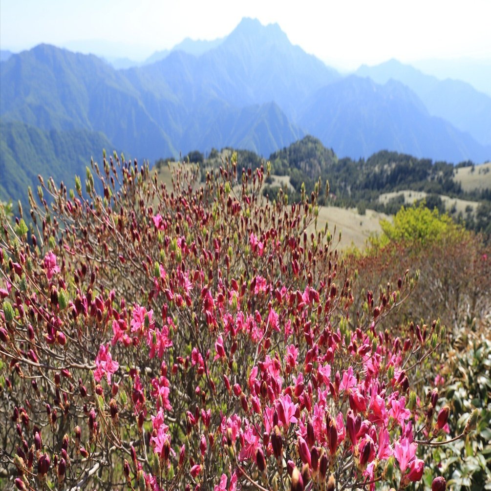 天然トピアリー。山採りミツバツツジ。 山採り ミツバツツジ - メルカリ