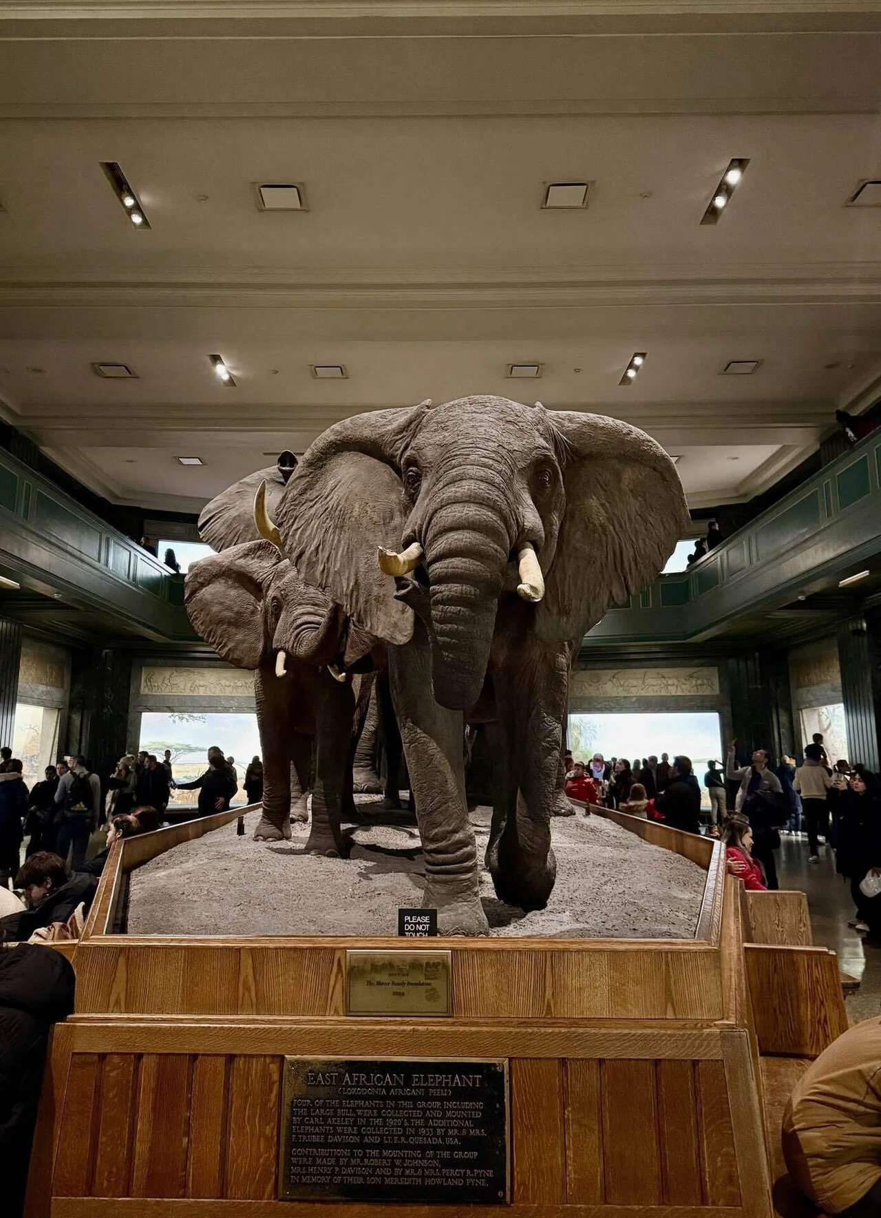 2025.12 旅行記④] 6年ぶりのNY lアメリカ自然史博物館｜mimismiso