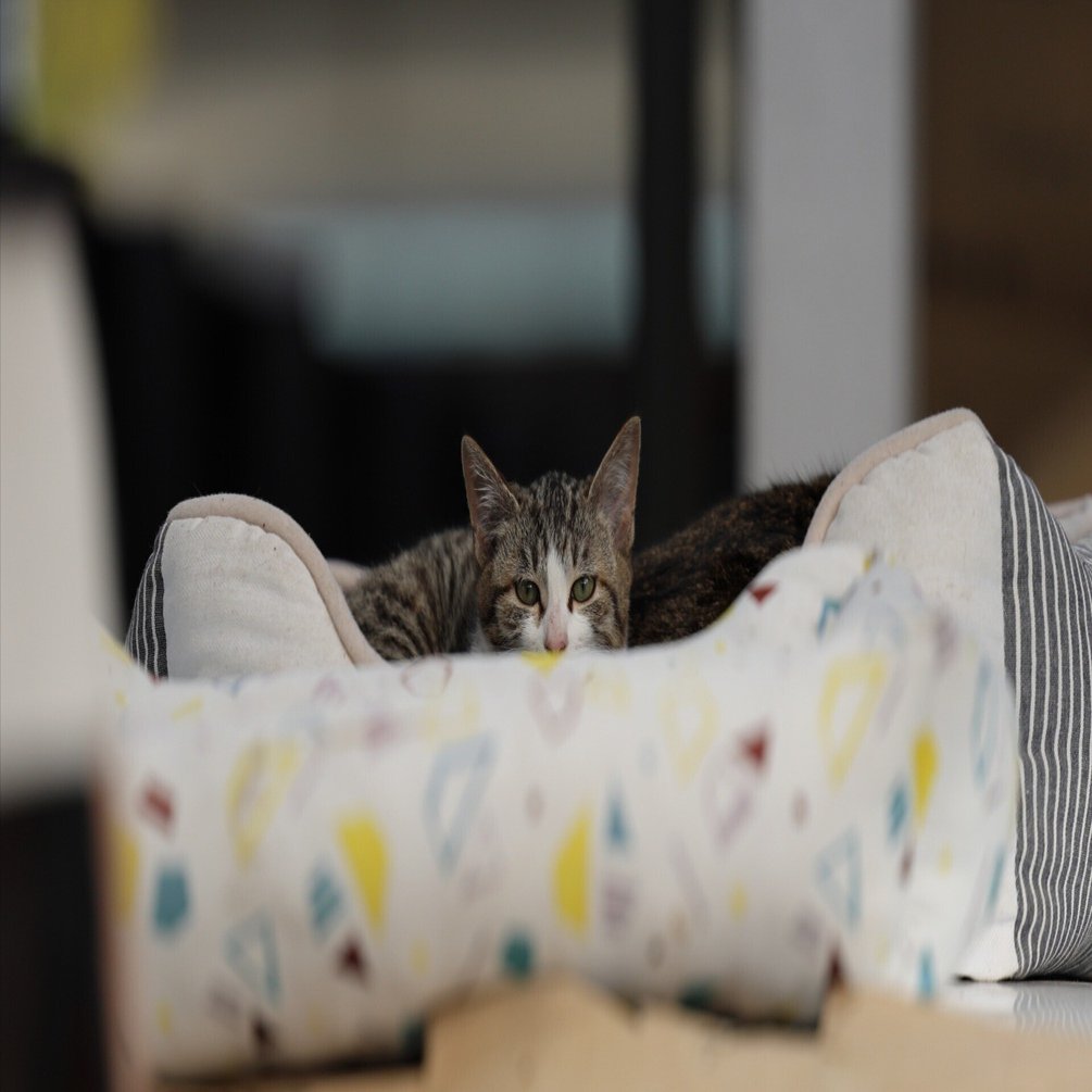 好きになれなかったNIKONのカメラが優秀だった📸｜sama sama