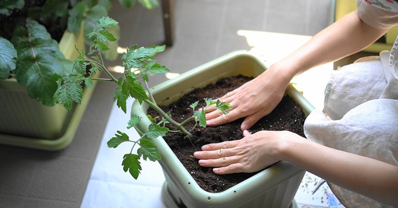 トマトをプランターに植え付けたよ ゆかこ Note