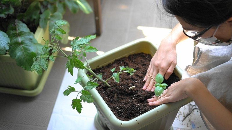 トマトをプランターに植え付けたよ ゆかこ Note トマトをプランターに植え付けたよ ゆかこ Note