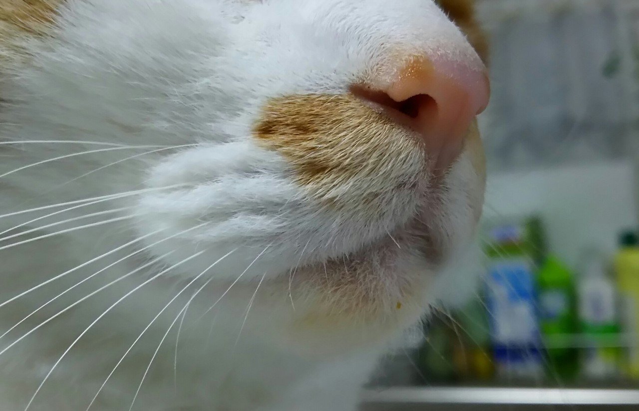 猫の口元拡大して分かったこと じゃんがりー Note 猫の口元拡大して分かったこと じゃんがりー Note