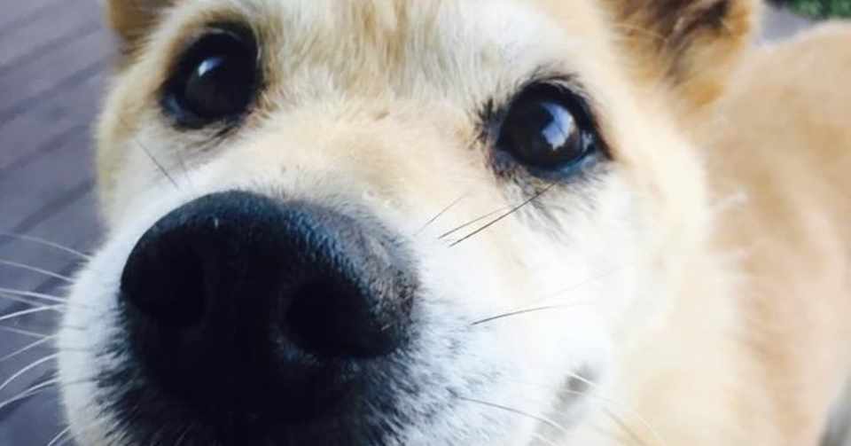 犬犬犬ボディランゲージ Kay Note