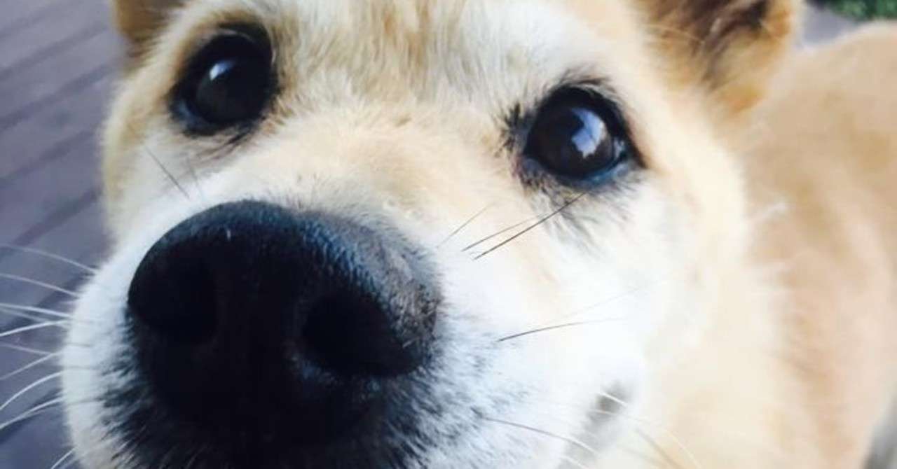 犬犬犬ボディランゲージ Kay Note