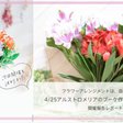 長持ちするアルストロメリア パール Miki Note 長持ちするアルストロメリア パール Miki Note
