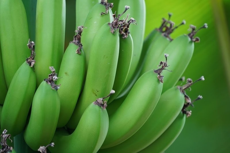 知多半島でバナナ収穫！国産バナナ収穫ツアーたわわに実ったバナナ株切り倒しからバナナ試食、お土産まで