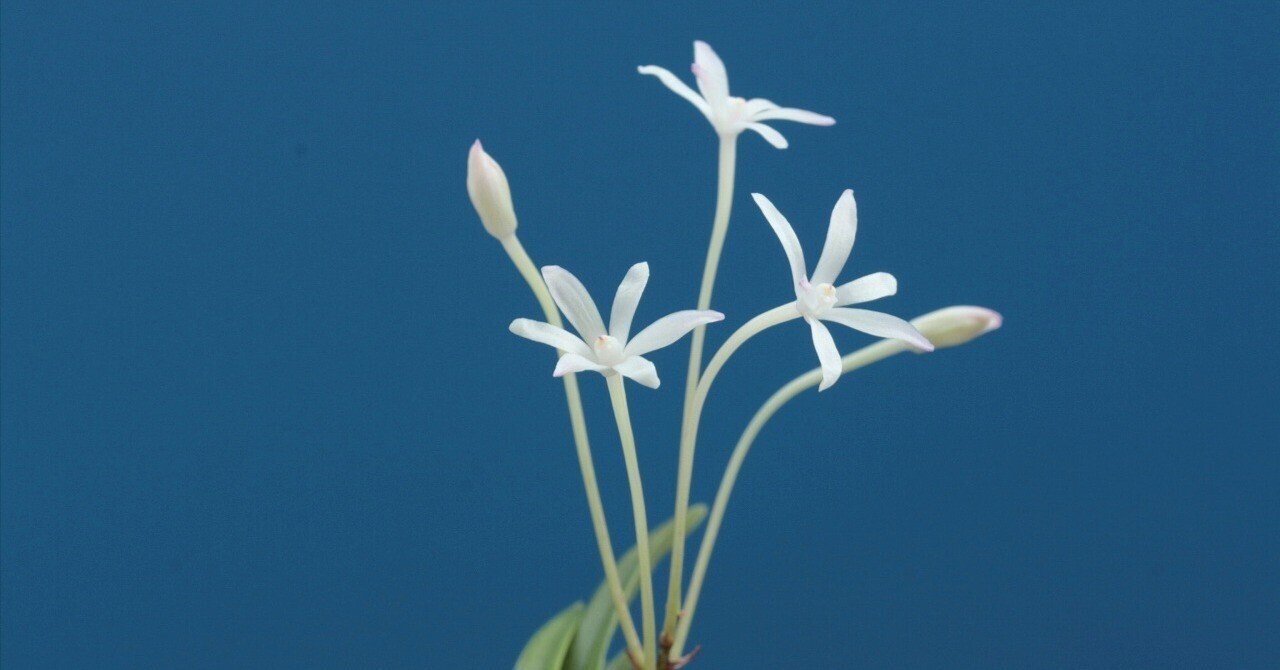 富貴蘭「金星」の花（過去の画像倉庫から）｜KJ Morison