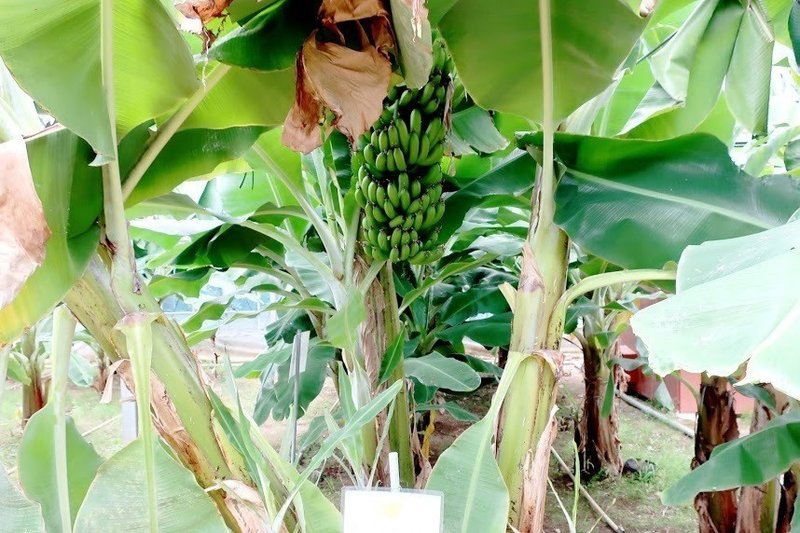 知多半島でバナナ収穫！国産バナナ収穫ツアーたわわに実ったバナナ株切り倒しからバナナ試食、お土産まで3