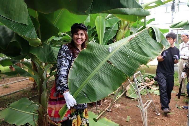 知多半島でバナナ収穫！国産バナナ収穫ツアーたわわに実ったバナナ株切り倒しからバナナ試食、お土産まで5