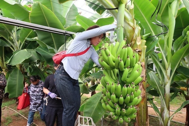 知多半島でバナナ収穫！国産バナナ収穫ツアーたわわに実ったバナナ株切り倒しからバナナ試食、お土産まで7
