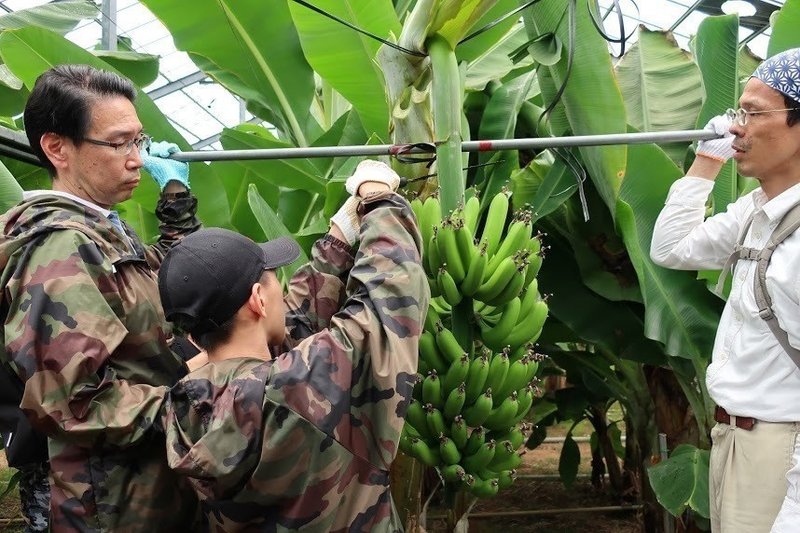 知多半島でバナナ収穫！国産バナナ収穫ツアーたわわに実ったバナナ株切り倒しからバナナ試食、お土産まで8
