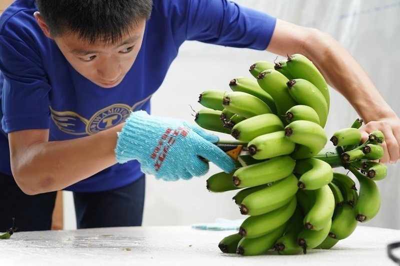 知多半島でバナナ収穫！国産バナナ収穫ツアーたわわに実ったバナナ株切り倒しからバナナ試食、お土産まで11