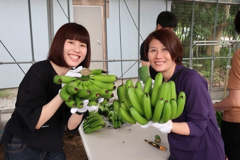 知多半島でバナナ収穫！国産バナナ収穫ツアーたわわに実ったバナナ株切り倒しからバナナ試食、お土産まで12