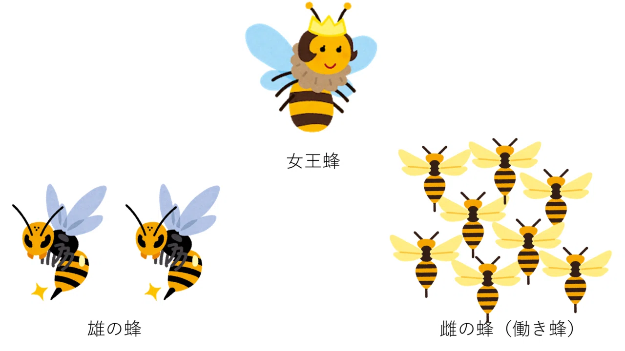蜂の社会 雌蜂が子供を産めない理由 アコニチン Note 蜂の社会 雌蜂が子供を産めない理由 アコニチン Note