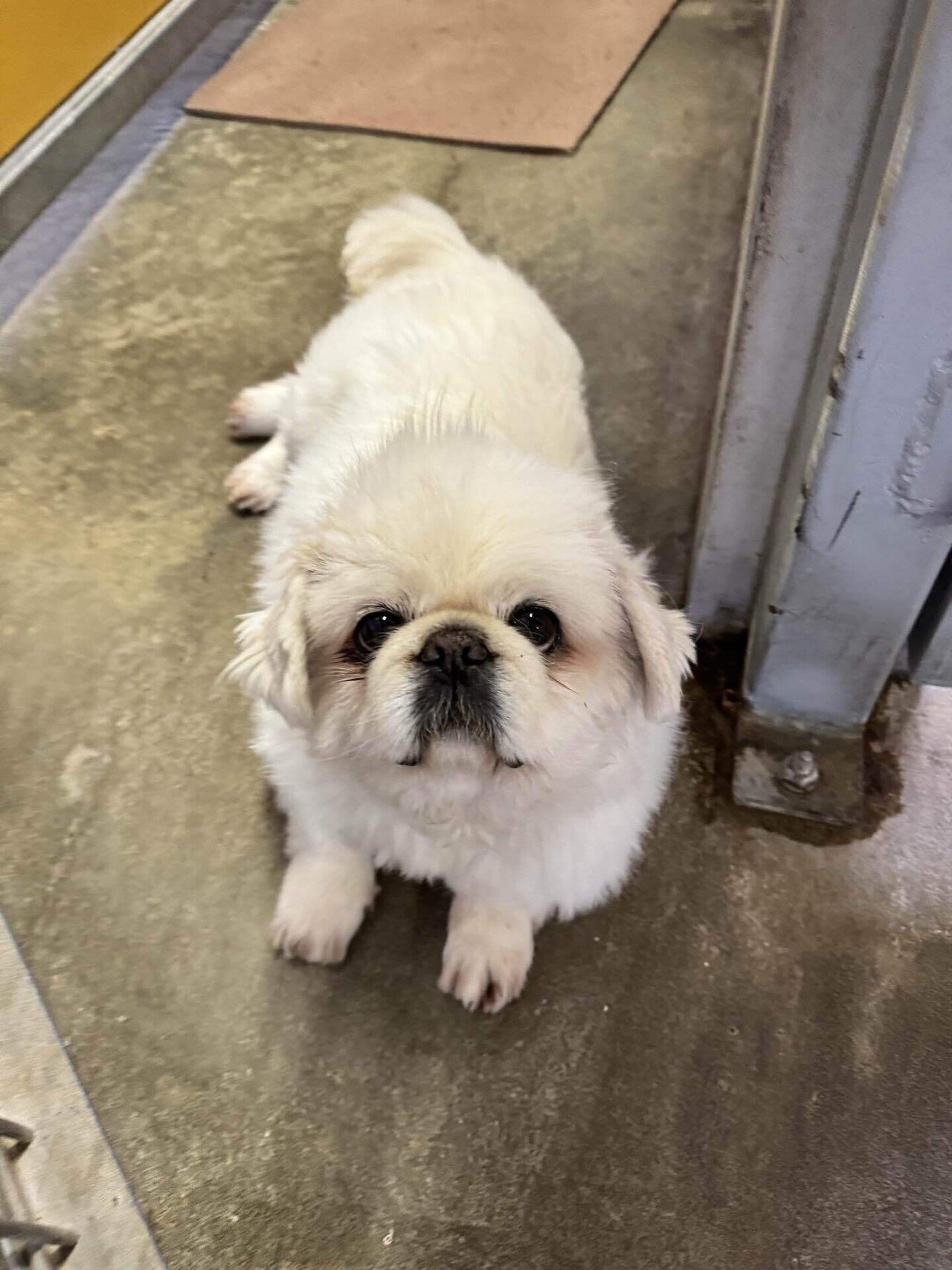 佐藤、思い出を語るの巻！｜那須どうぶつ王国公式note