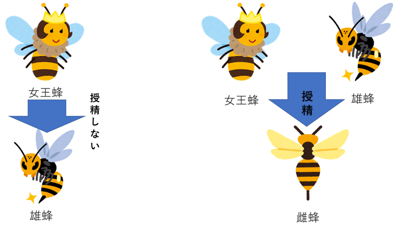 蜂の社会 雌蜂が子供を産めない理由 アコニチン Note 蜂の社会 雌蜂が子供を産めない理由 アコニチン Note