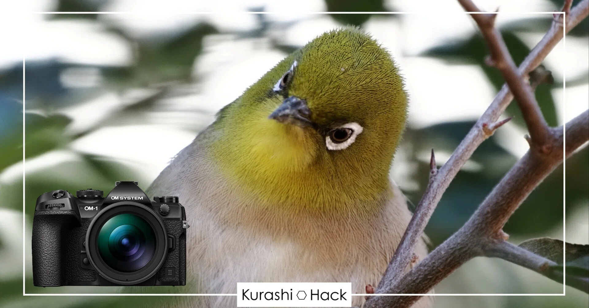 寄れる”ことの恩恵を感じた瞬間【OM-1 Mark II + 100-400mm II 実写