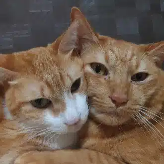 つこ | 猫と創る、ワタシにちょうどいい暮らし