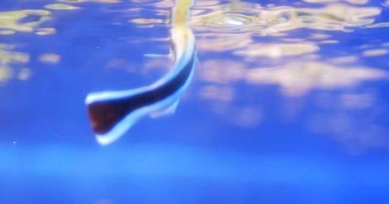 北里大学海洋生命科学部 の新着タグ記事一覧 Note つくる つながる とどける 北里大学海洋生命科学部 の新着タグ記事一覧 Note つくる つながる とどける