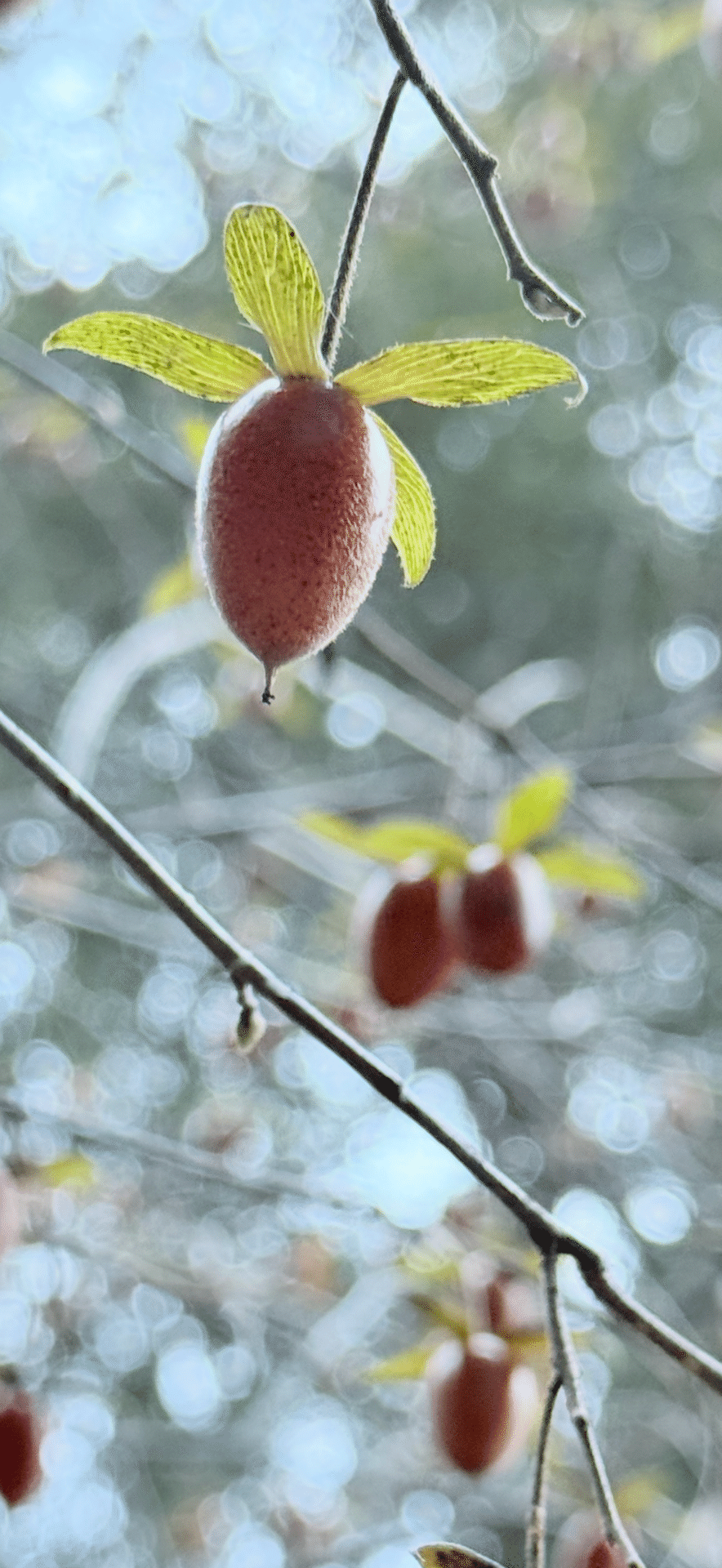 ロウヤガキ 京都府立植物園の二代目園長が鑑賞価値を見出し、日本に