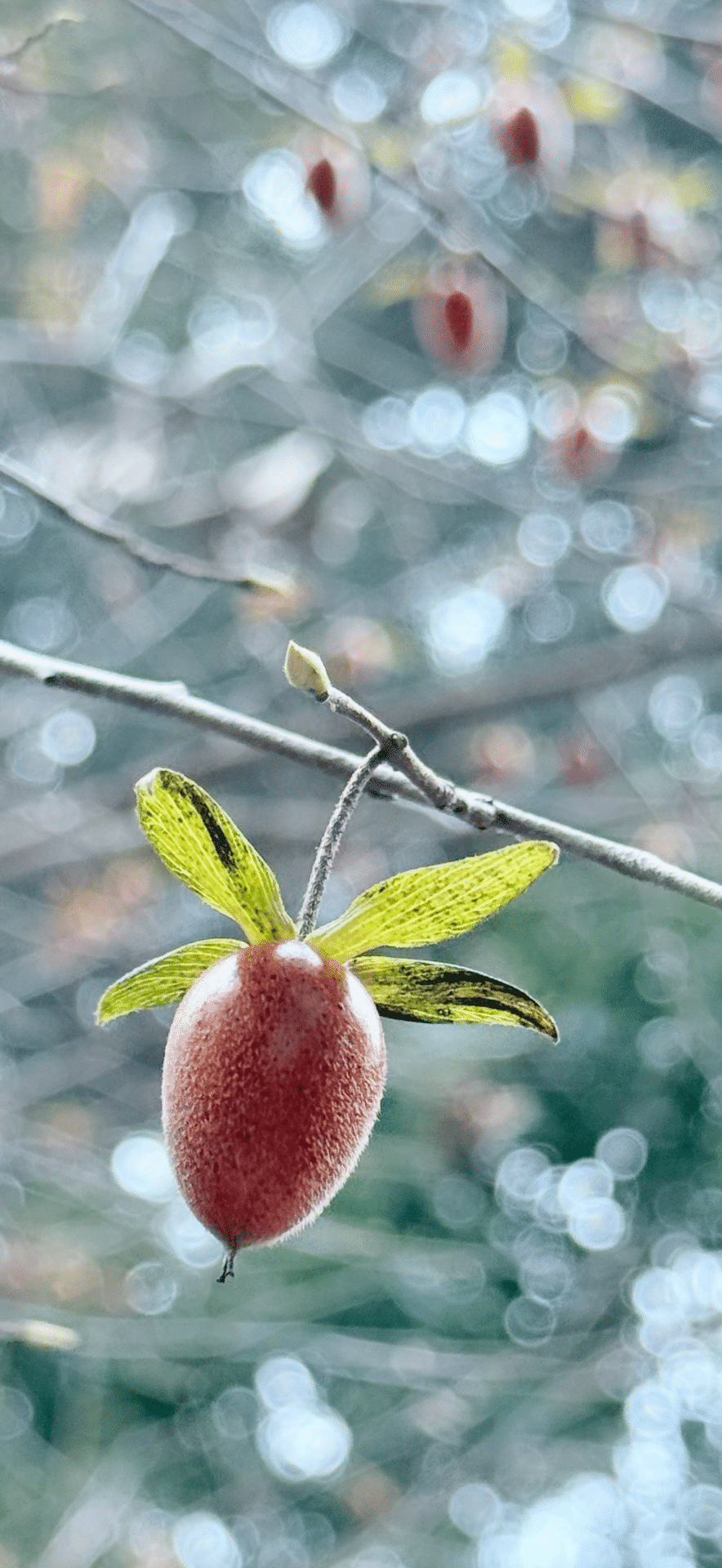 ロウヤガキ 京都府立植物園の二代目園長が鑑賞価値を見出し、日本に