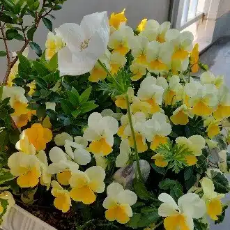 star_guide(風花☘)