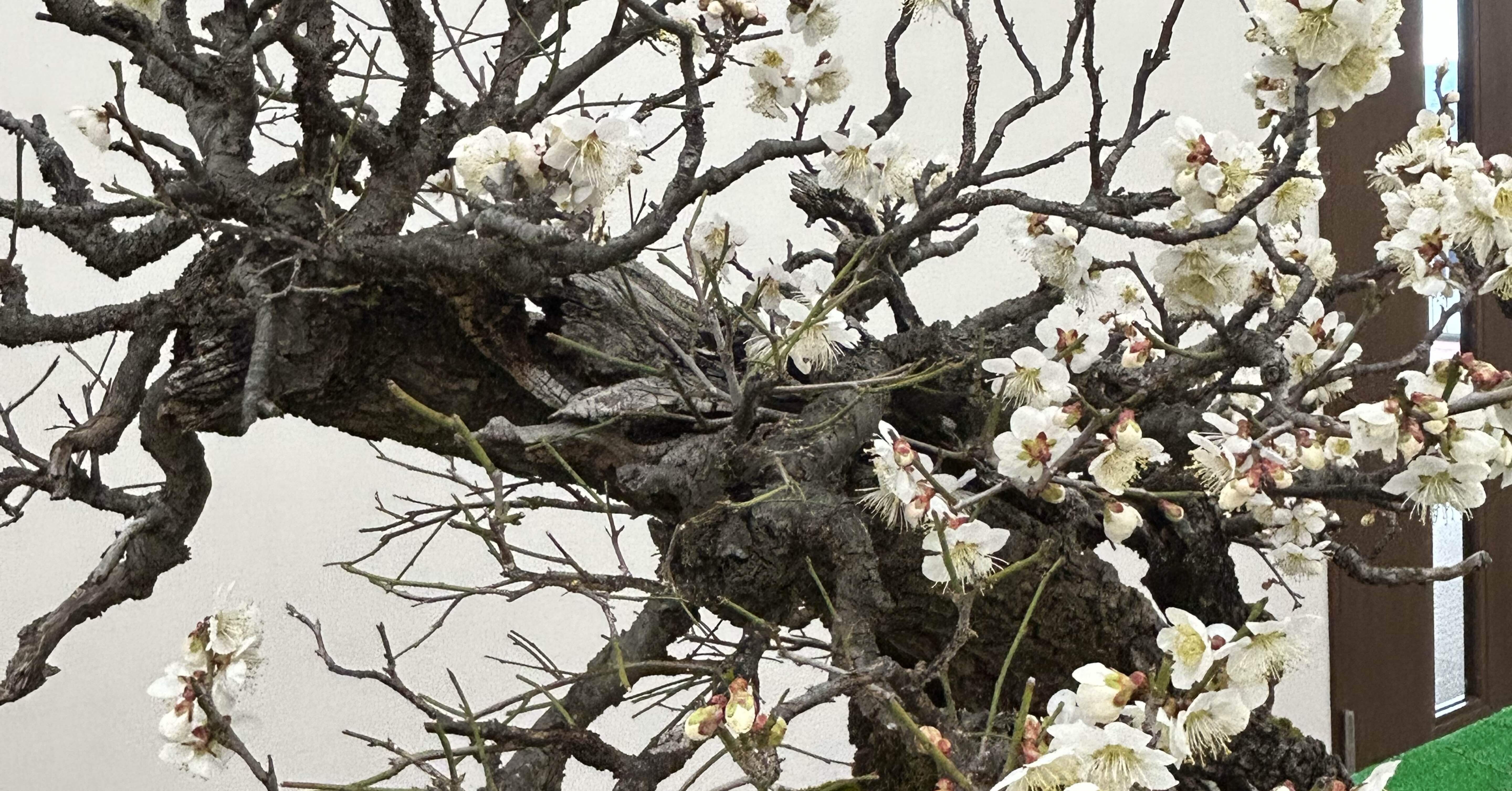 甲州野梅｜takamayukih