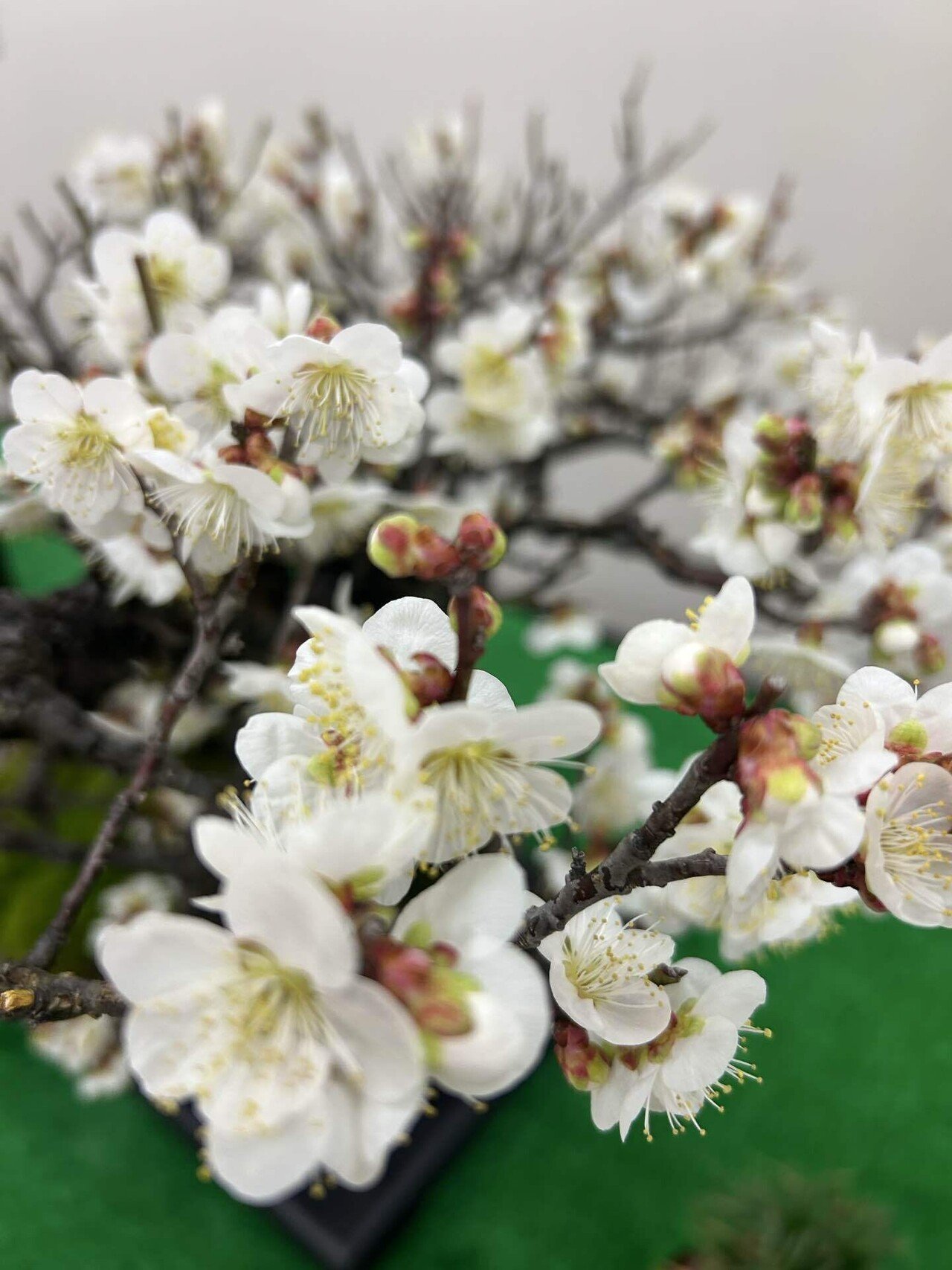 甲州野梅｜takamayukih