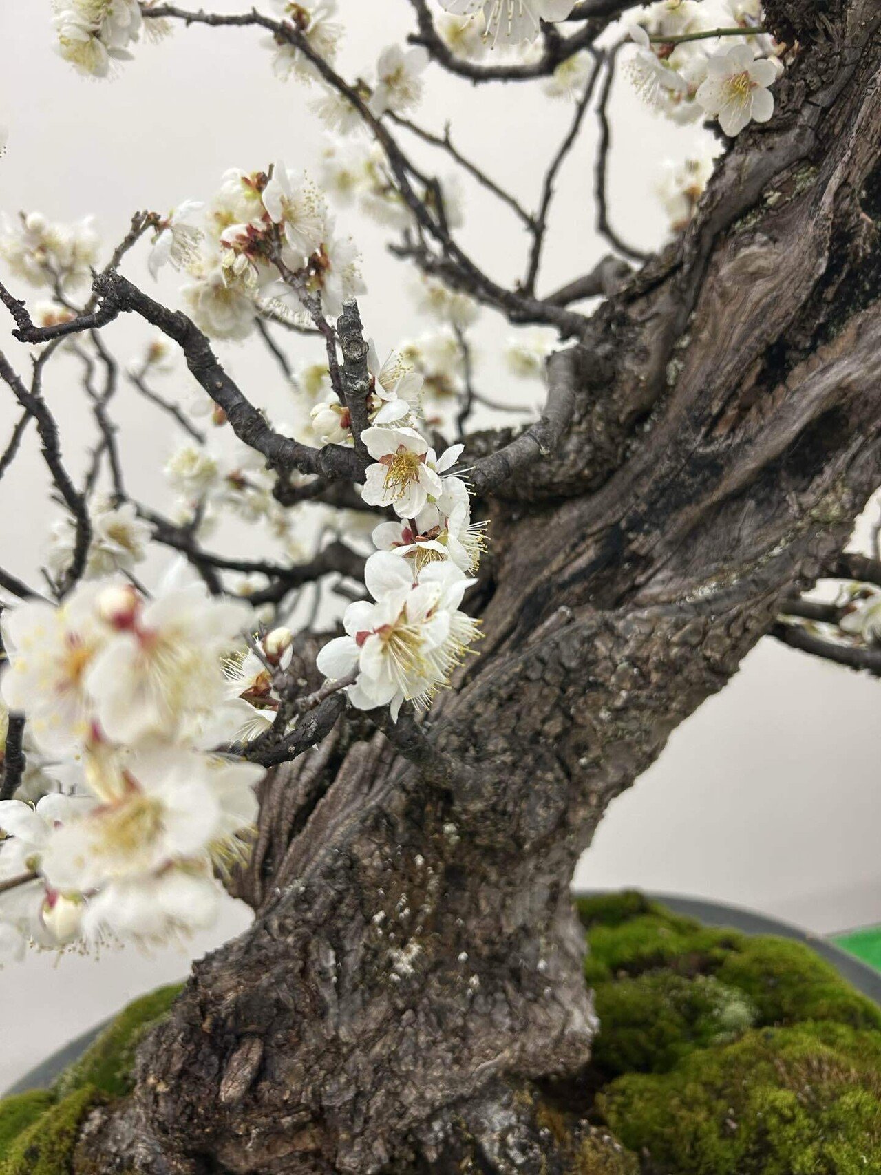 甲州野梅｜takamayukih