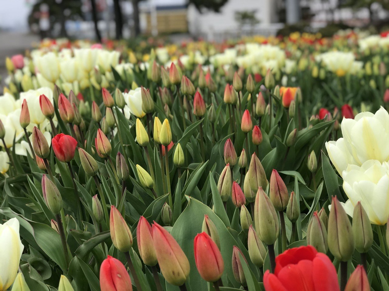 北海道はこの時期に一斉にいろんな花が開きます 桜も見頃ですが 花にも咲く時期があるように あなたの才能が花開くタイミングがあります 秋に咲く花 が 春咲く花に引け目を感じたり嫉妬することはありません 小山隆信 Note