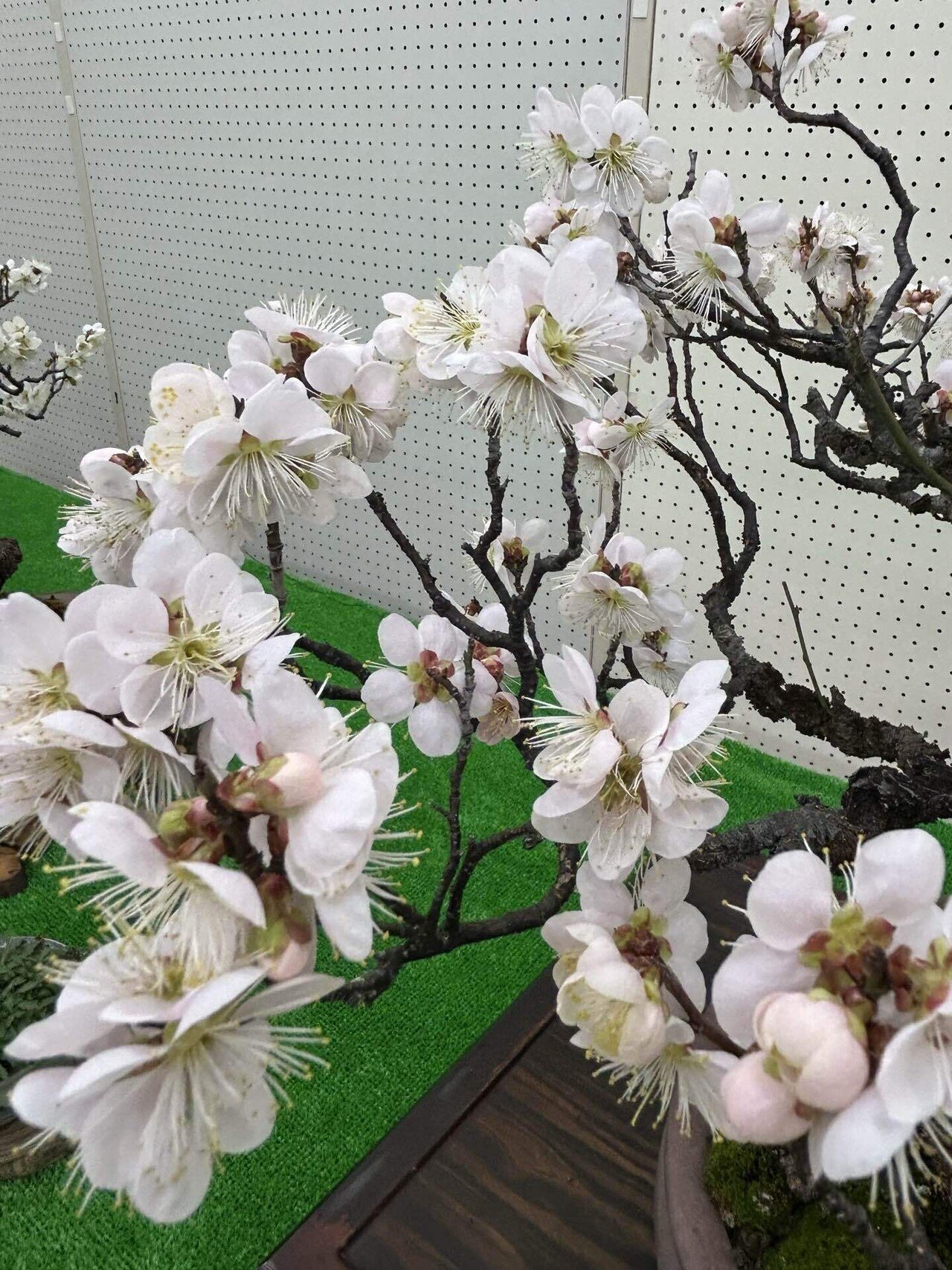 甲州野梅｜takamayukih