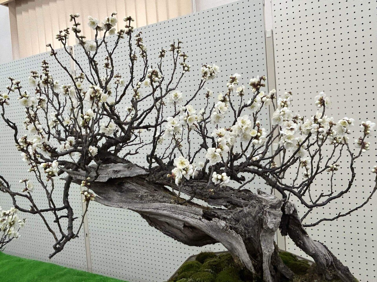 甲州野梅｜takamayukih