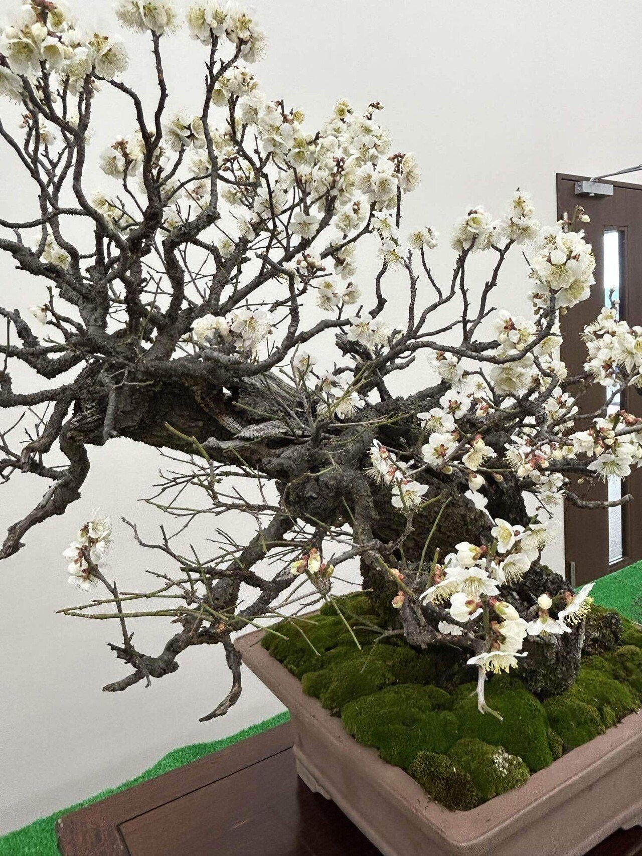 甲州野梅｜takamayukih