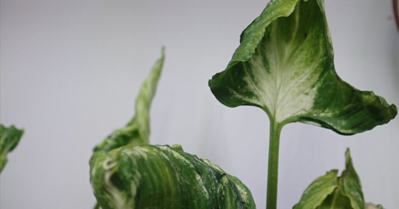 シンゴニウム・ゴジラと｜kinkin67