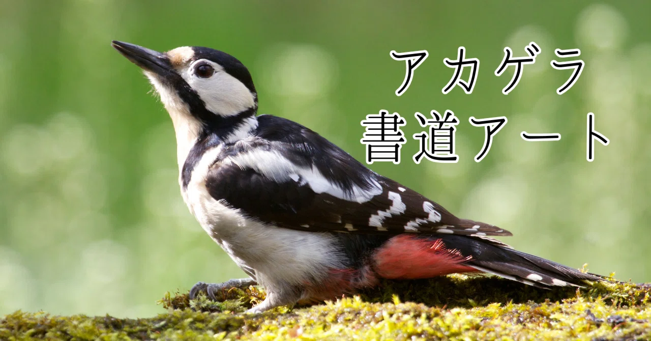 北海道のいきもの×書道】アカゲラの生きる音を五七五に｜書道作品