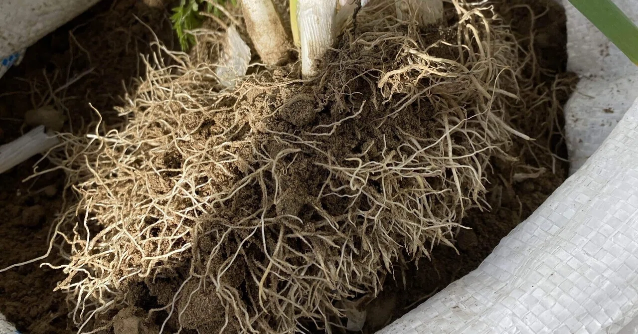 れおんの根っこ これらの根っこは何から？ : r/GardeningUK