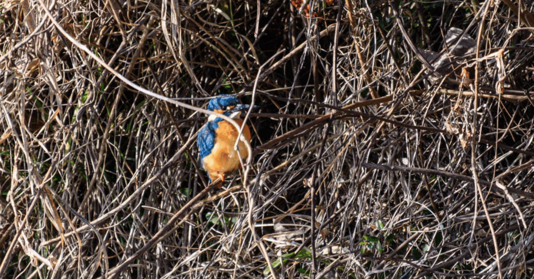 藪の中｜先代と呼ばれて seiruote