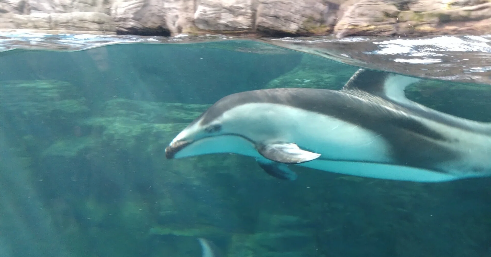 最初の高揚感は、再点火すればイイ。海遊館から学ぶ「1年の過ごし方