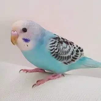 ヤボさん