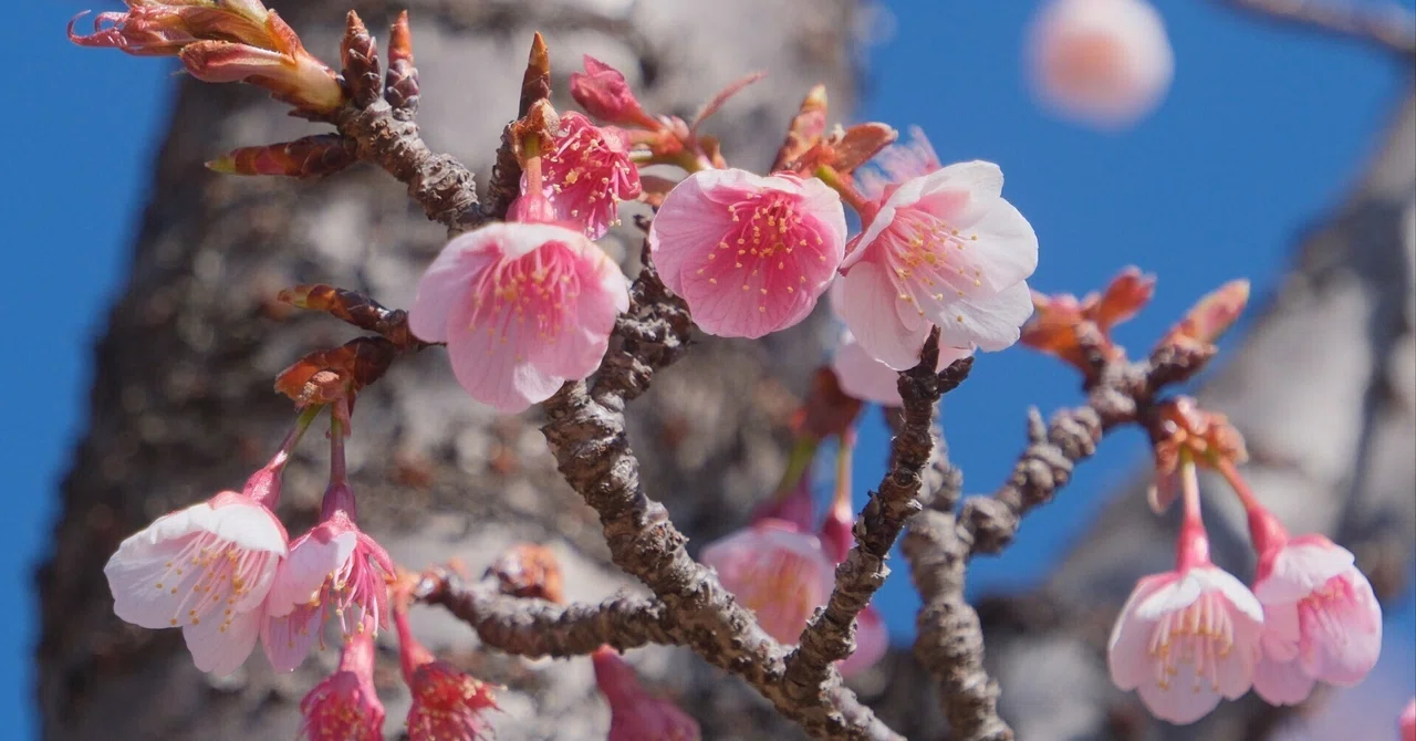 寒桜も撮っておきました (X-T5 : Tamron 18-300mm F/3.5-6.3) 寒波で寒いですが桜まで始まってますね、というお話|シェル
