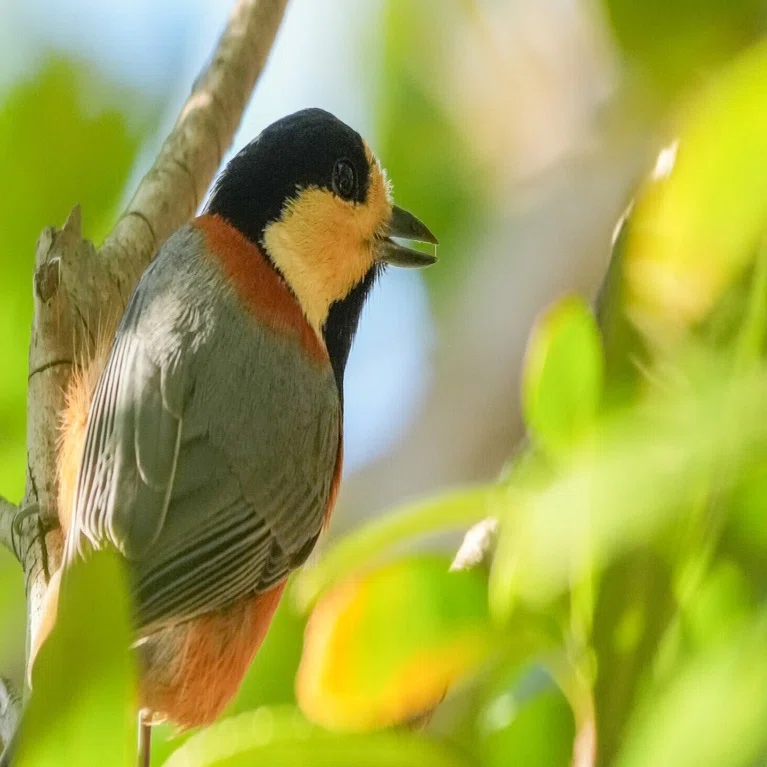 2026年1月10日11日鳥活成果｜野鳥初級者の観察記