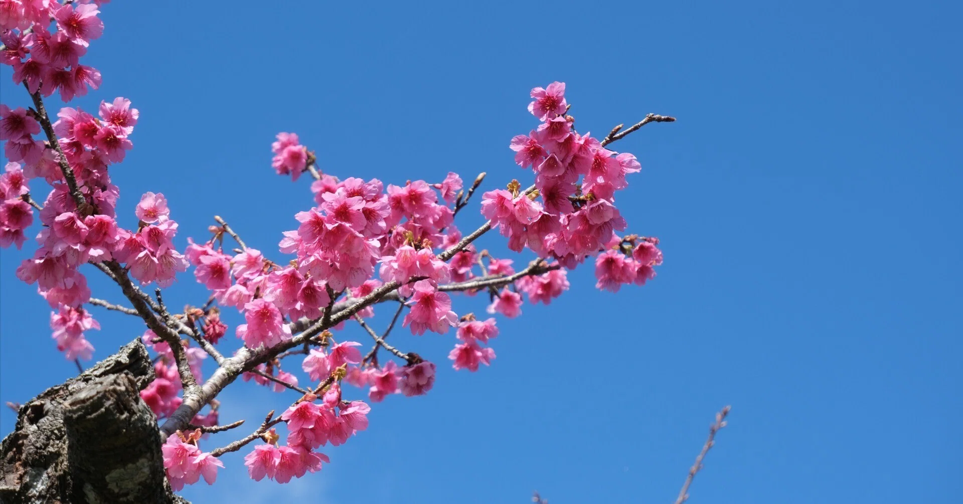 2026年1月25日時点｜本部町八重岳 桜開花状況｜五〜六分咲き🌸｜高井司