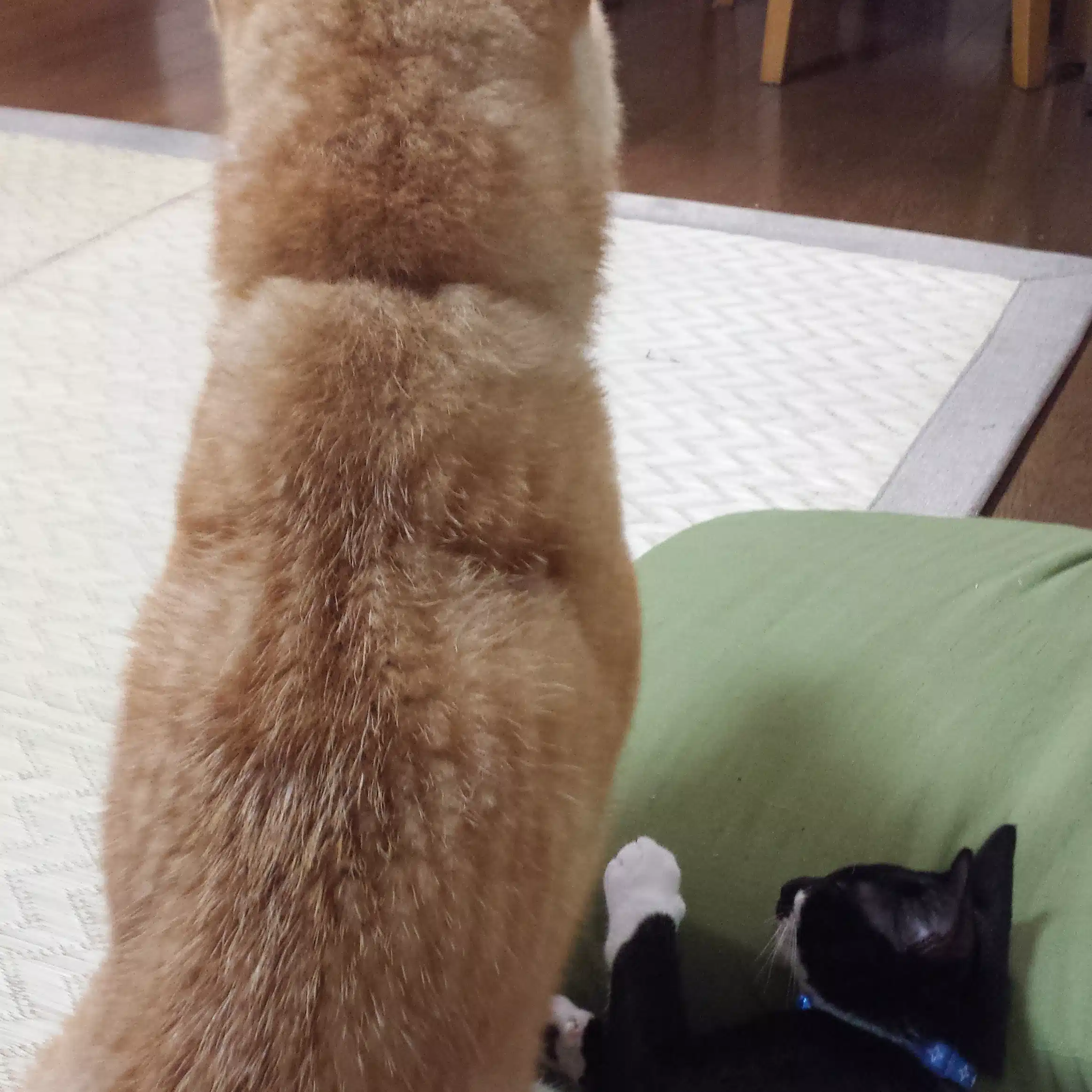 さぶろう