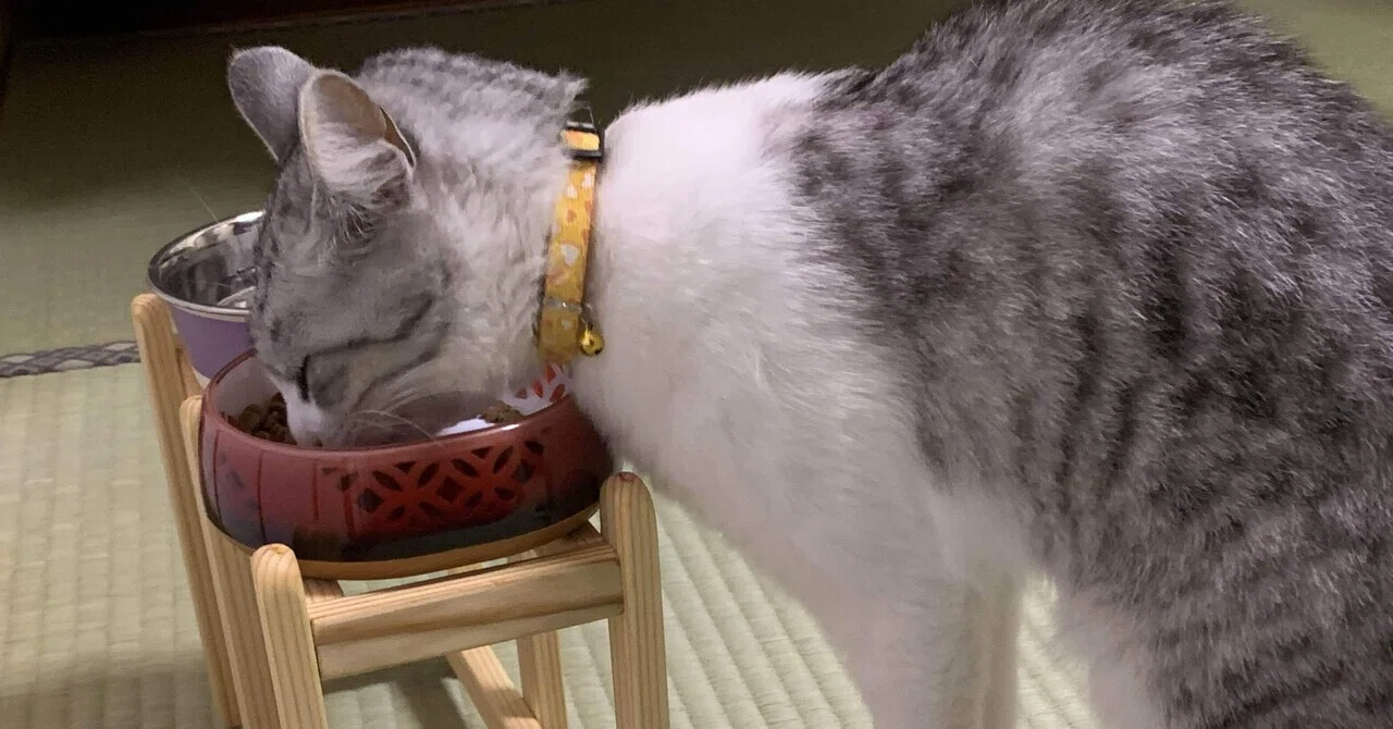 猫の餌台を作ったよ｜あおみかん