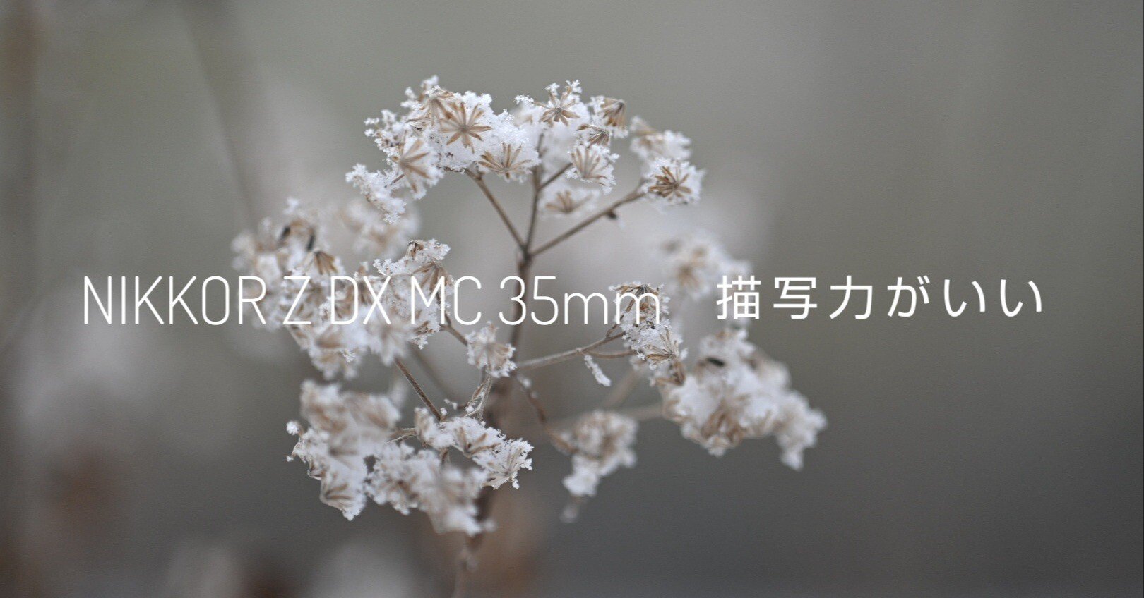NIKKOR Z DX MC 35mm 描写力がいい｜kazukame12