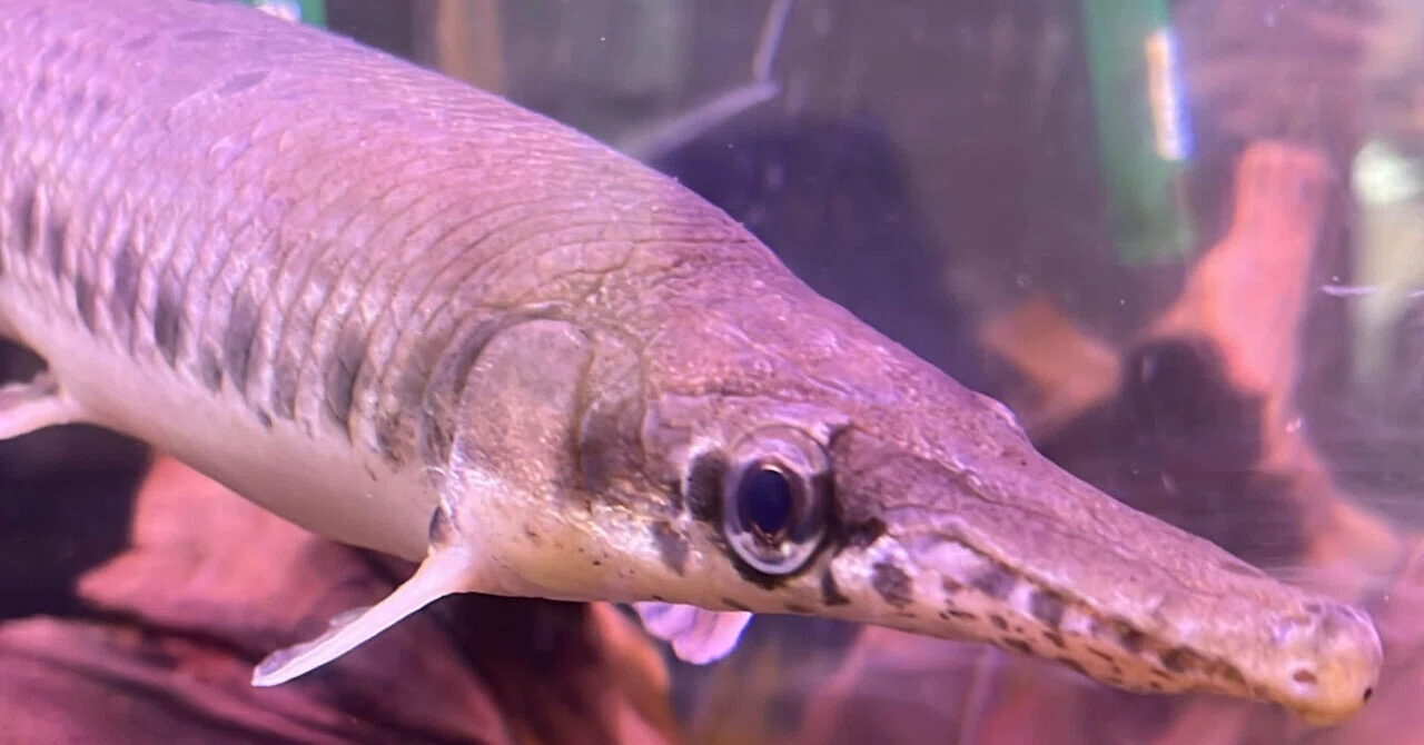 生きた化石？かっこいい古代魚｜北里アクアリウムラボ
