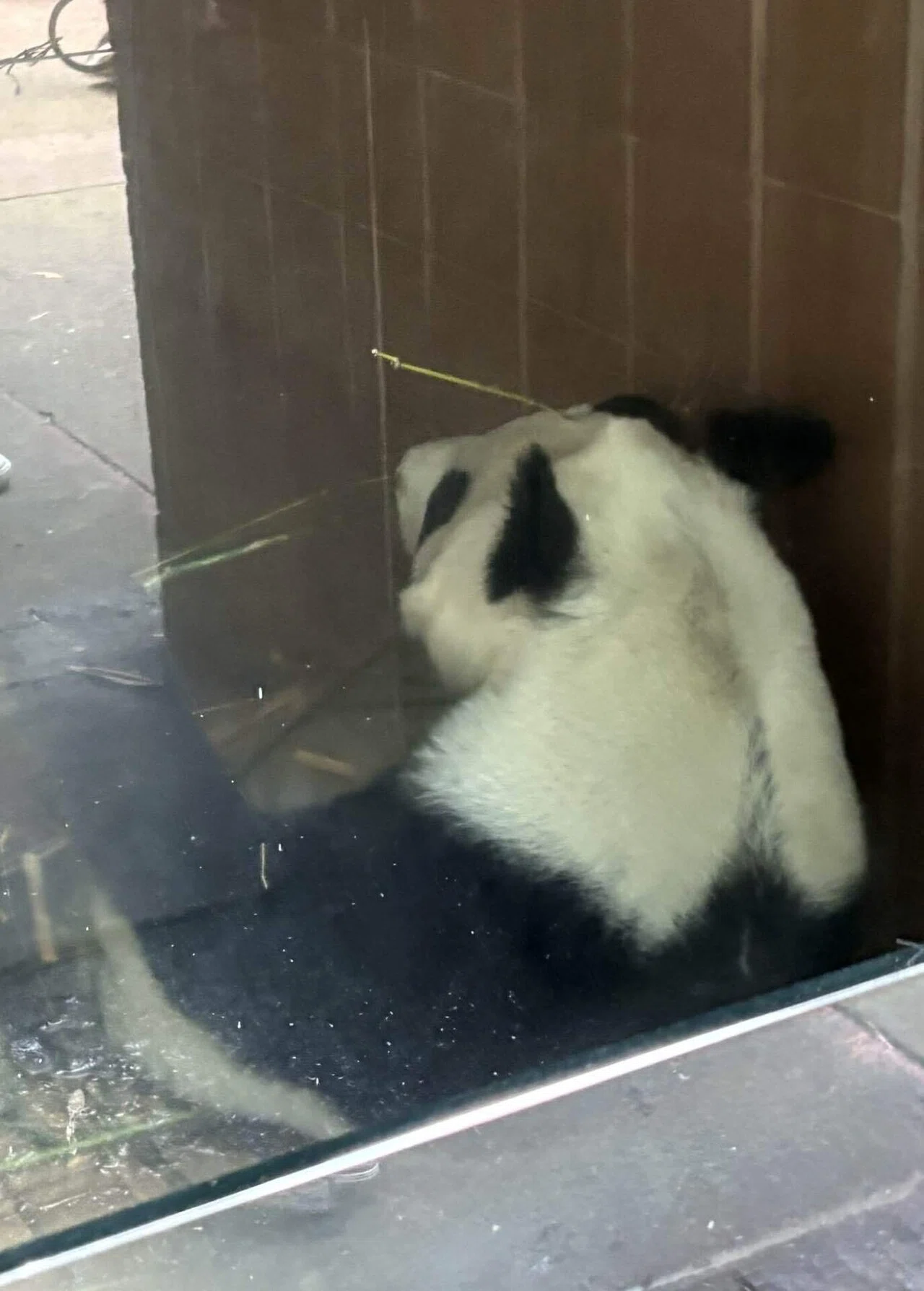 If you want to meet a panda, head to Mexico City! 🙌🐼🇲🇽 There