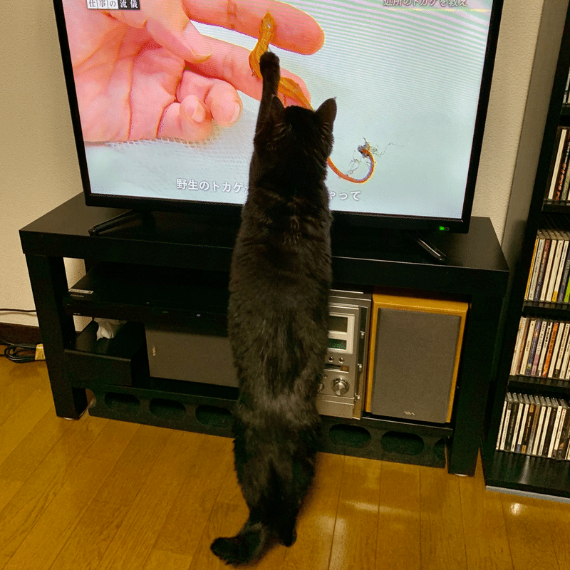 テレビ見る猫 しの Note