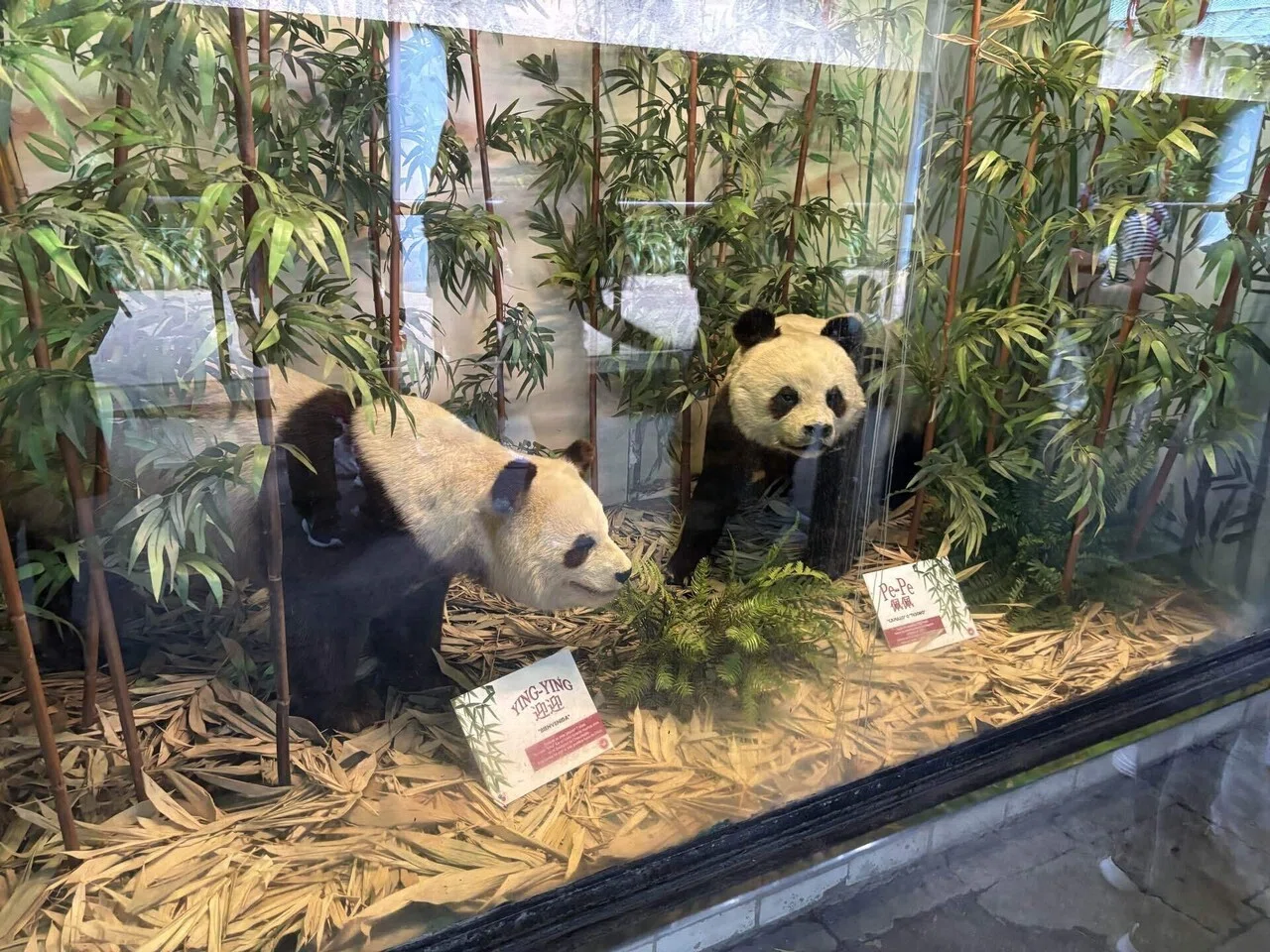 If you want to meet a panda, head to Mexico City! 🙌🐼🇲🇽 There